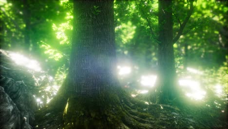 Malerischer-Wald-Aus-Frischen-Grünen-Laubbäumen,-Eingerahmt-Von-Blättern